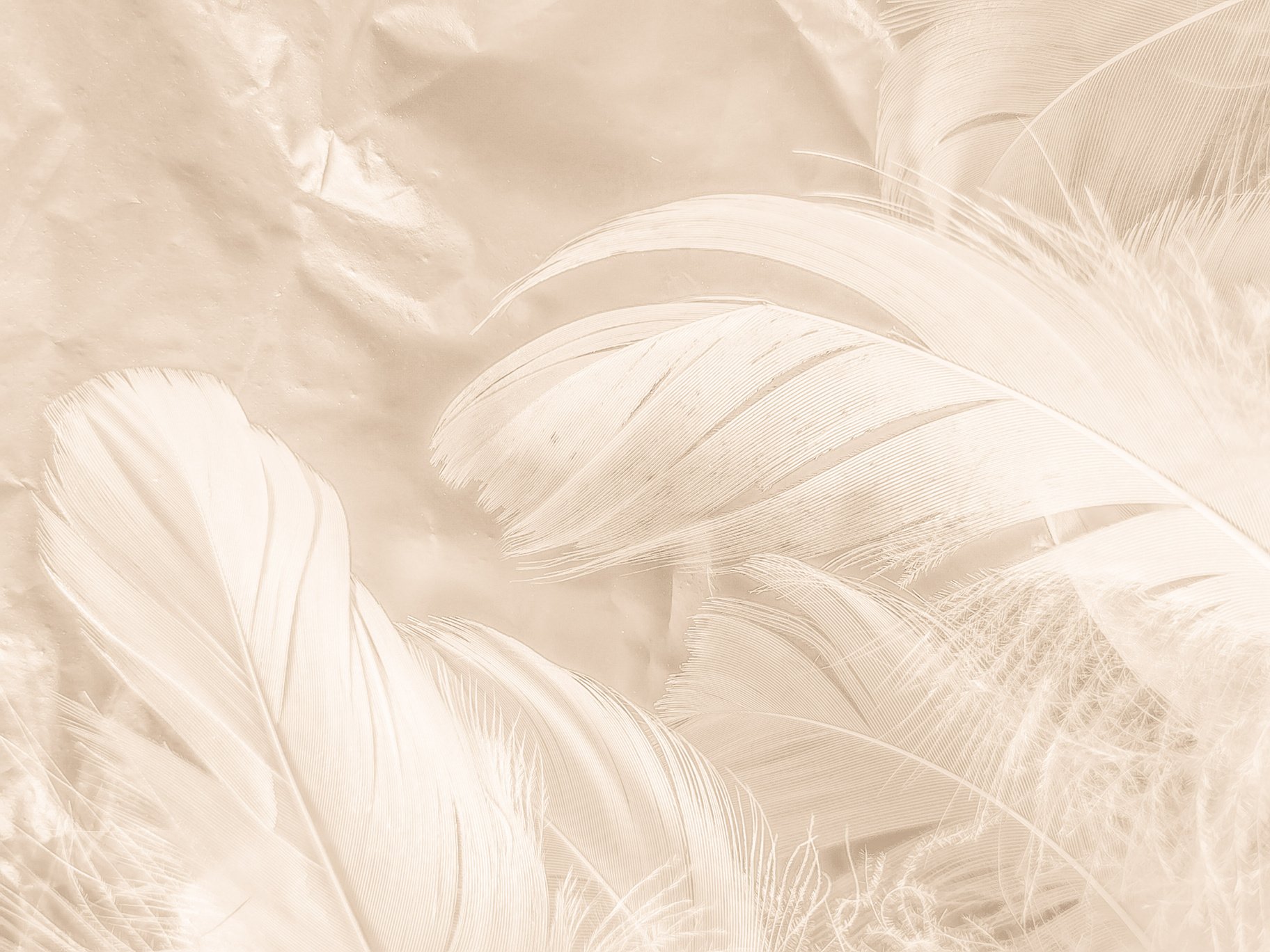 Beautiful abstract white and brown feathers on white background and soft yellow feather texture on white pattern and yellow background, feather background, gold feathers banners